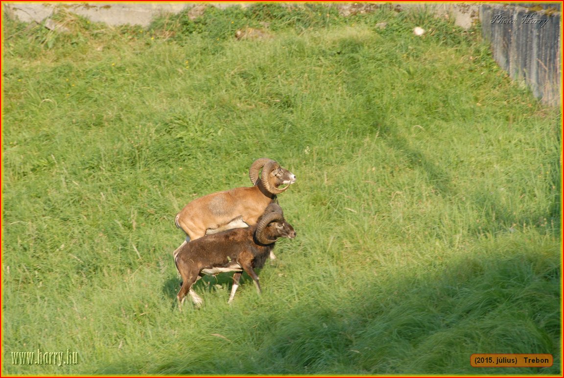 (2015.julius)Trebon-079.jpg