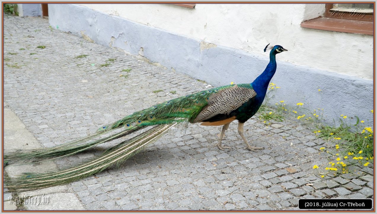 (2018.julius)Cz-Trebon-44.jpg