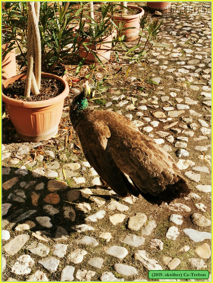 2019.oktober-Cz-Trebon-46.jpg