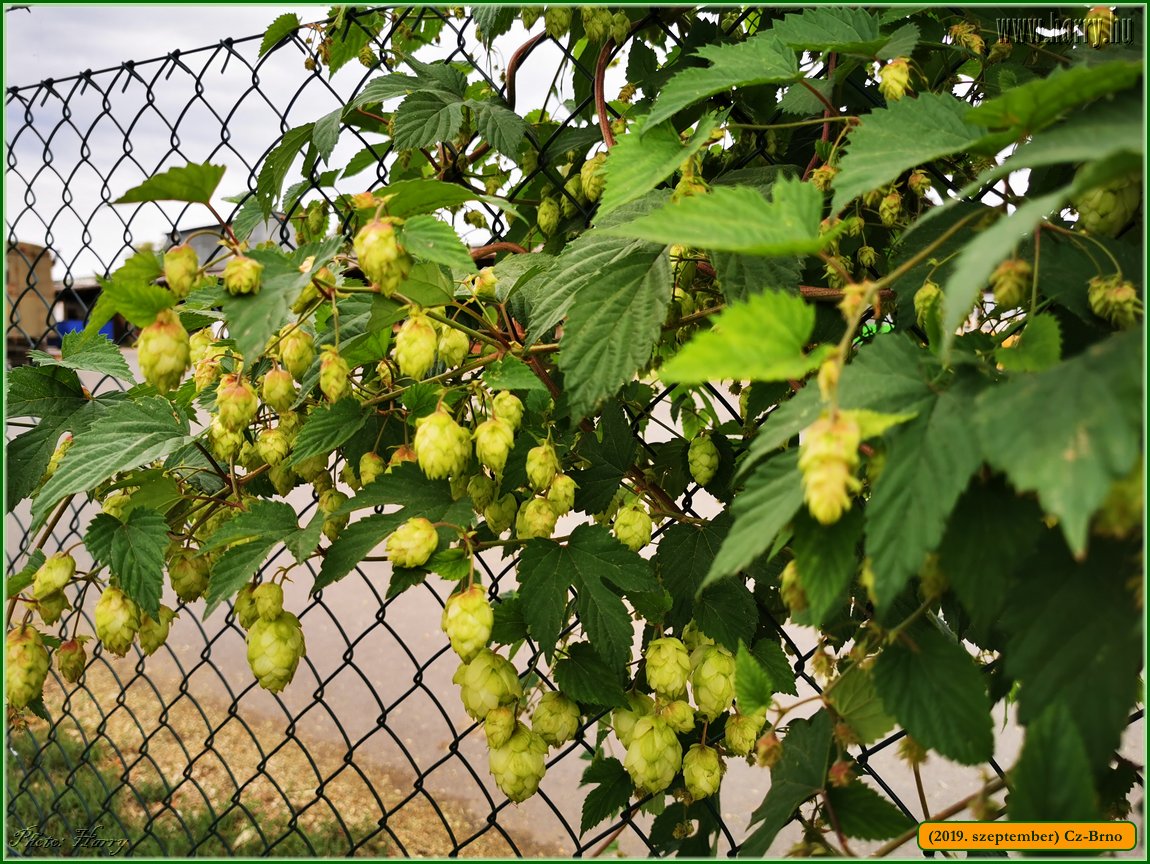 2019.szeptember-Cz-Brno-003.jpg