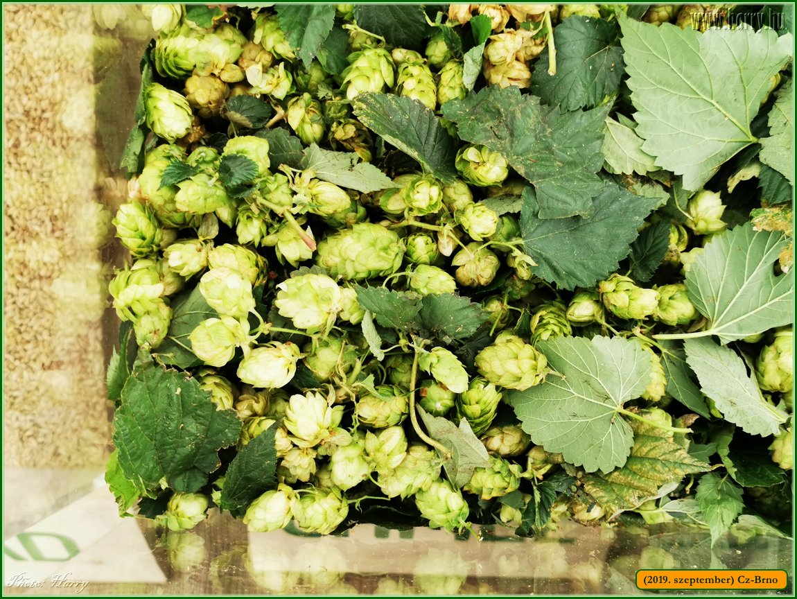 2019.szeptember-Cz-Brno-116.jpg