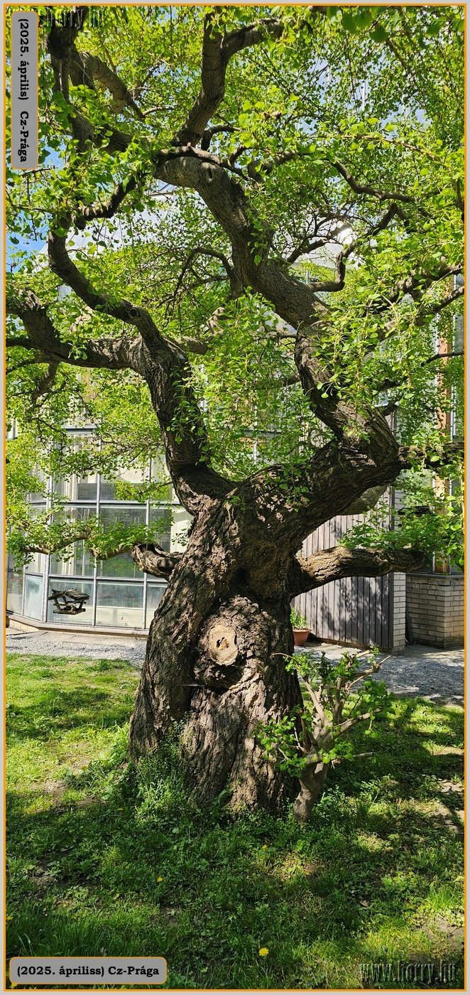 2025.04.-Cz-Praga-208.jpg