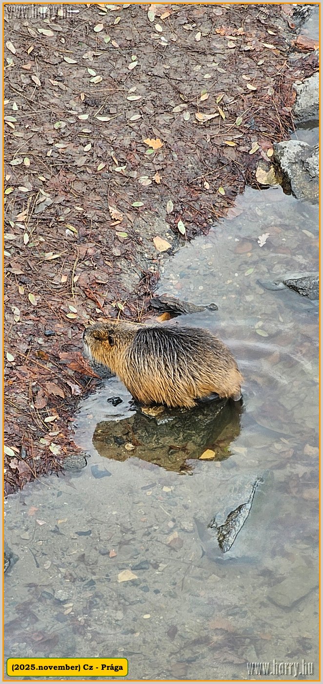 2025.11.-Cz-Praga-098.jpg